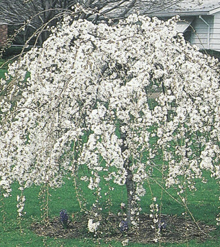 Prunus Subhirtella 'snow Fountain' Single Stem - View 29 from www redcrocus com