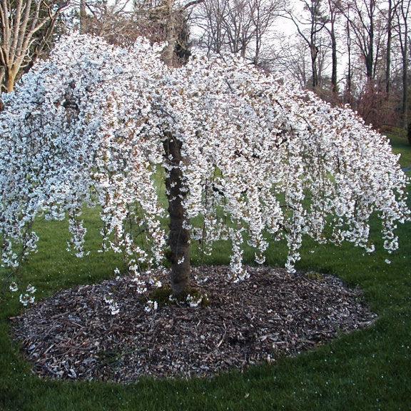 Prunus Subhirtella 'snow Fountain' Single Stem - View 2 from www redcrocus com
