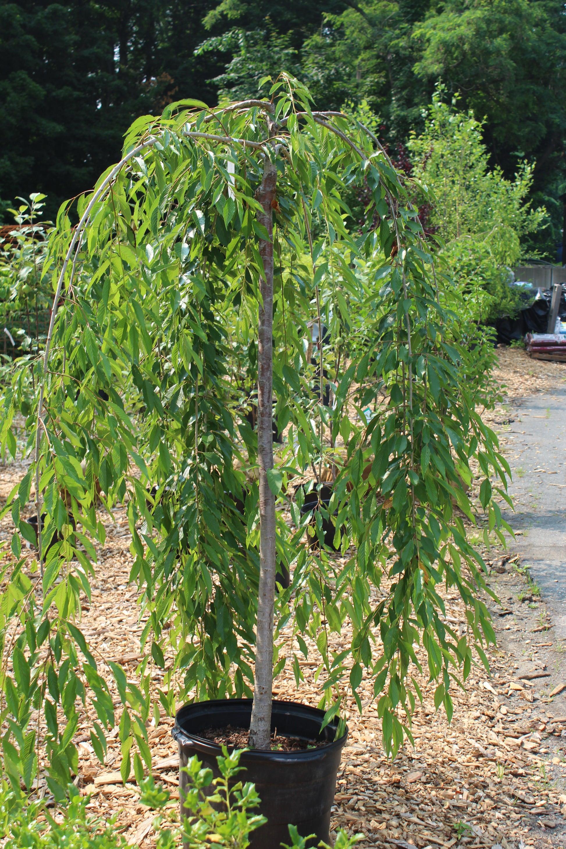 Prunus Subhirtella 'snow Fountain' Single Stem - View 3 from www redcrocus com
