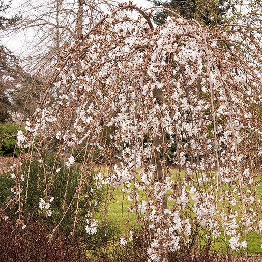 Prunus Subhirtella 'snow Fountain' Single Stem - View 4 from www redcrocus com