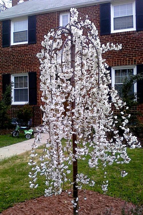 Prunus Subhirtella 'snow Fountain' Single Stem - View 7 from www redcrocus com
