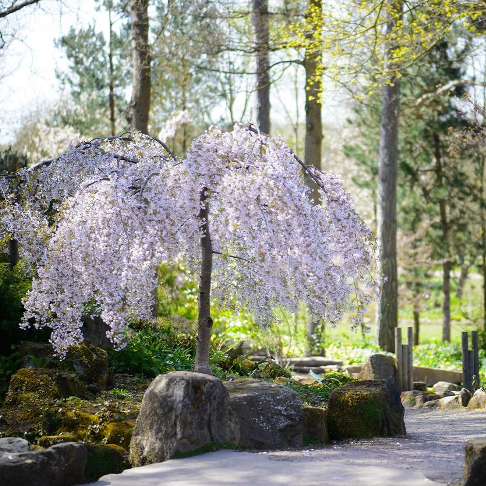 Prunus Subhirtella 'snow Fountain' Single Stem - View 8 from www redcrocus com