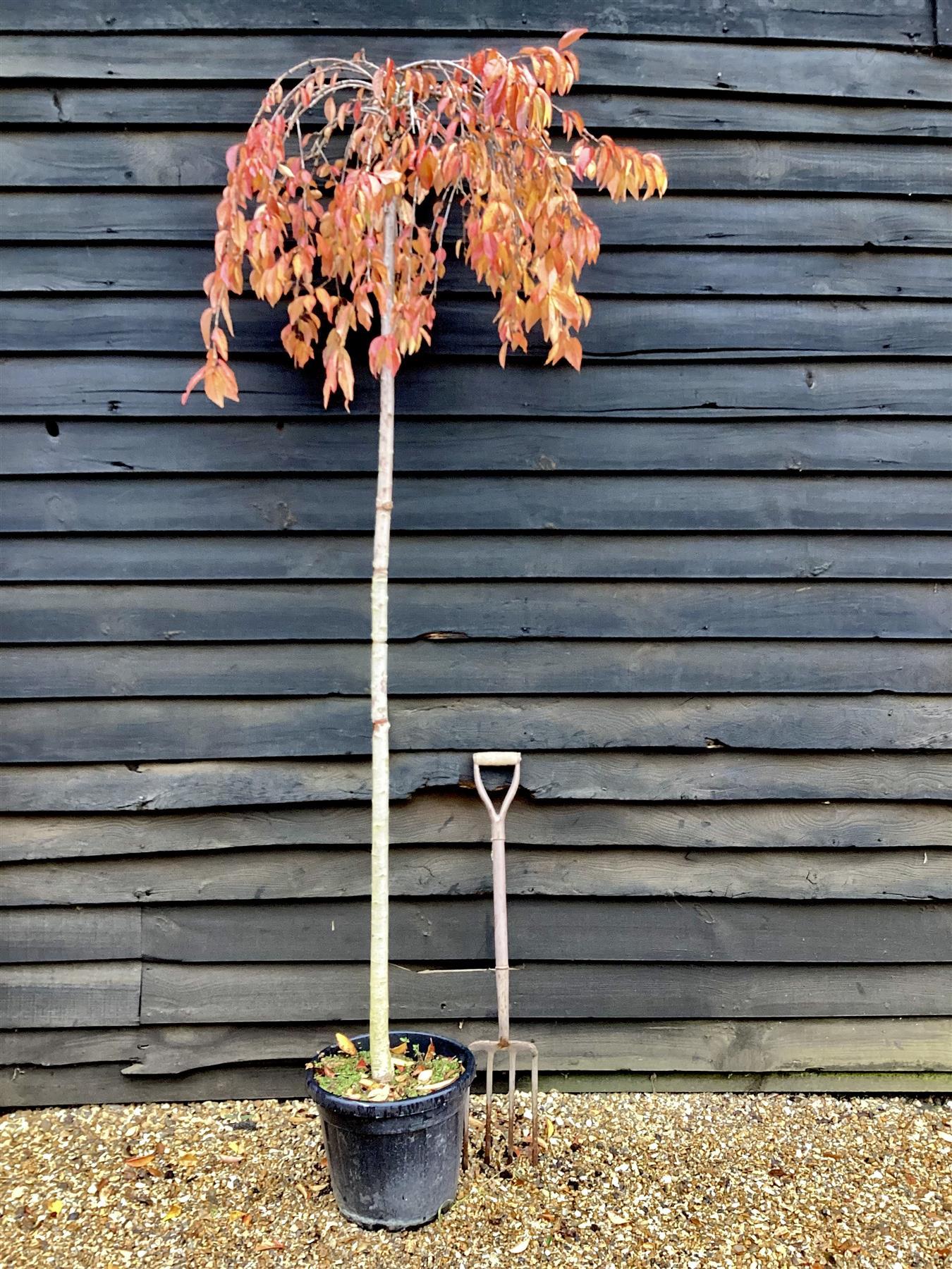 Prunus Subhirtella 'snow Fountain' Single Stem - View 9 from www redcrocus com