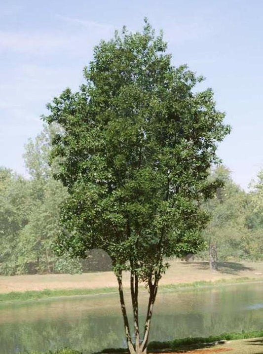 Magnolia Virginiana 'moonglow' Multi Stem - View 14 from www redcrocus com