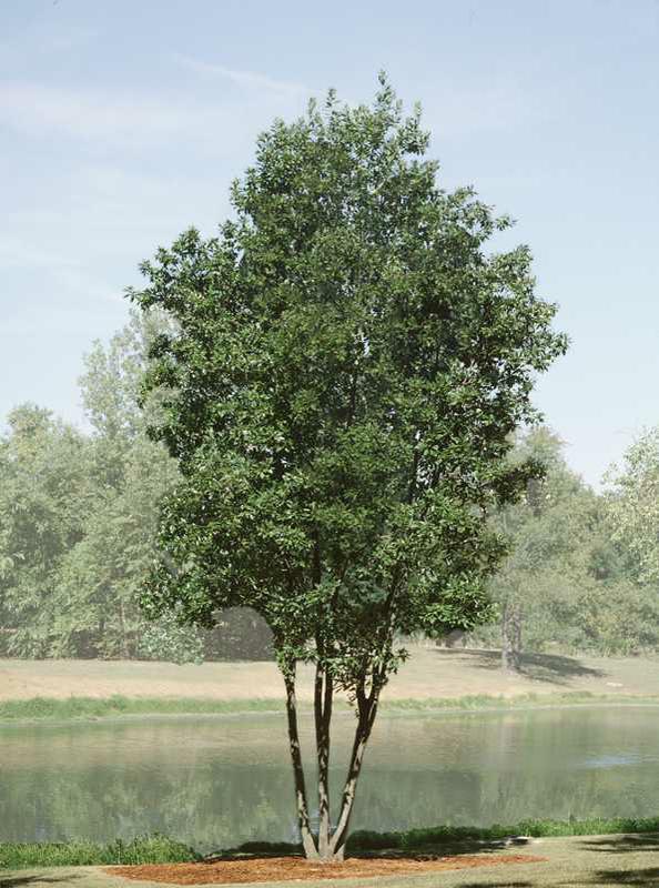Magnolia Virginiana 'moonglow' Multi Stem - View 15 from www redcrocus com