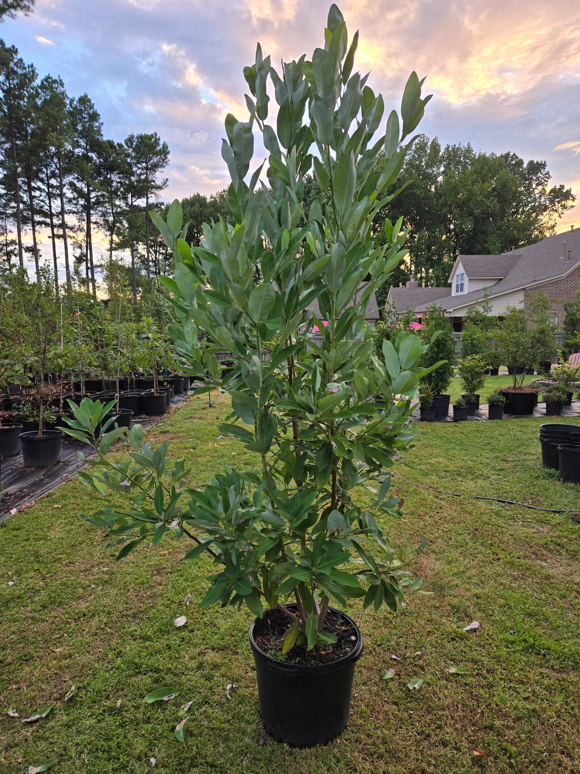 Magnolia Virginiana 'moonglow' Multi Stem - View 20 from www redcrocus com