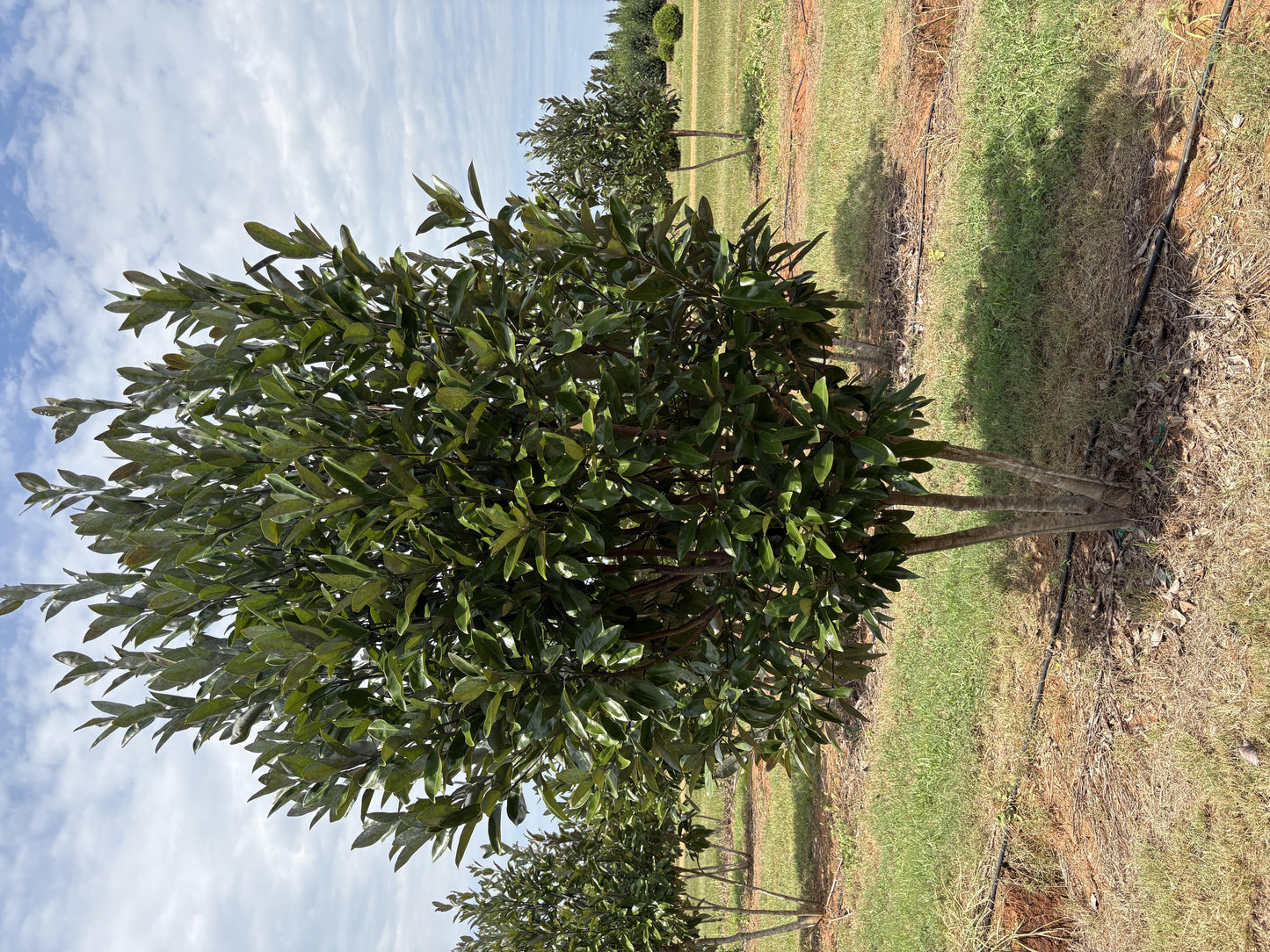 Magnolia Virginiana 'moonglow' Multi Stem - View 23 from www redcrocus com