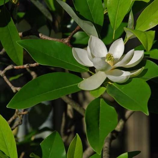 Magnolia Virginiana 'moonglow' Multi Stem - View 24 from www redcrocus com