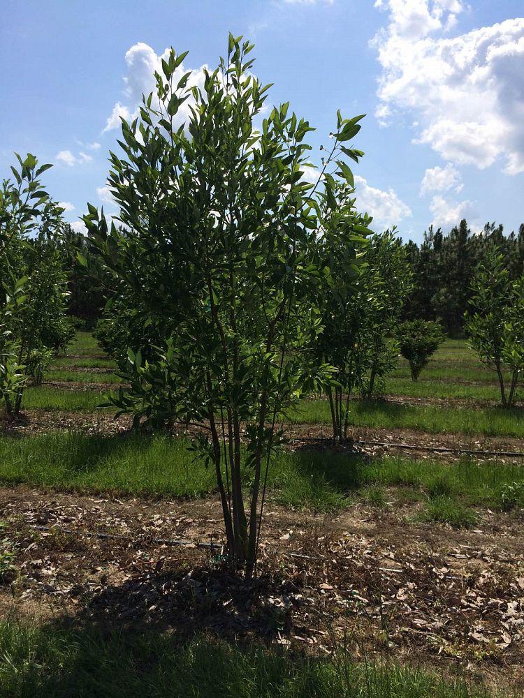 Magnolia Virginiana 'moonglow' Multi Stem - View 26 from www redcrocus com