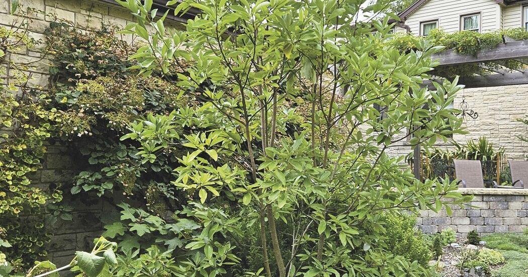 Magnolia Virginiana 'moonglow' Multi Stem - View 29 from www redcrocus com