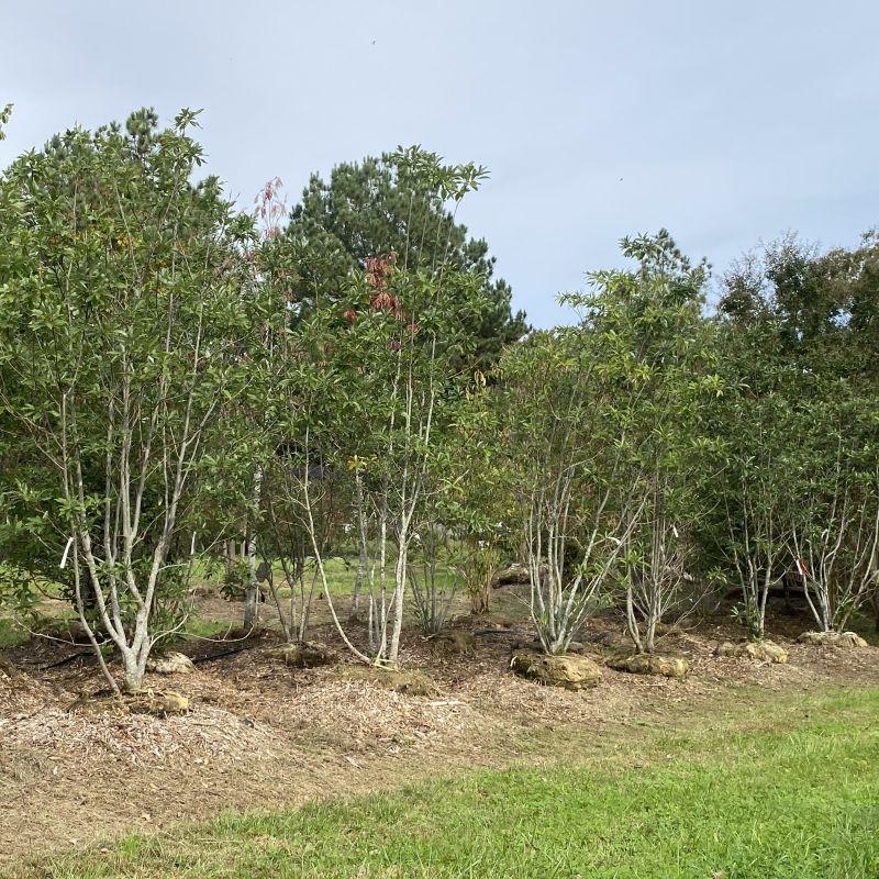 Magnolia Virginiana 'moonglow' Multi Stem - View 31 from www redcrocus com