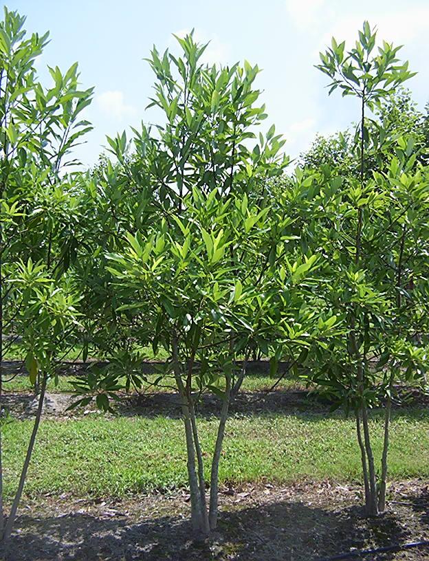 Magnolia Virginiana 'moonglow' Multi Stem - View 32 from www redcrocus com