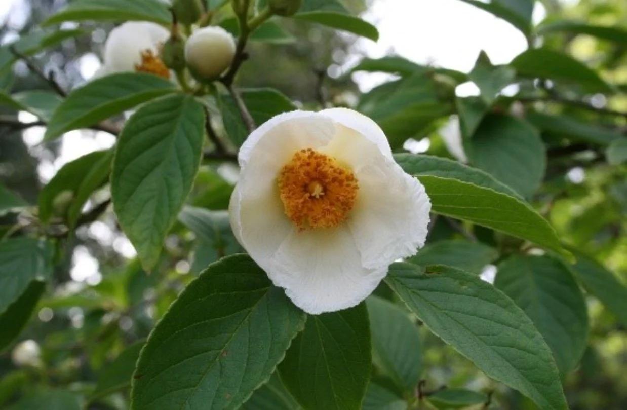 Stewartia Pseudocamellia Multi Stem - View 18 from www redcrocus com