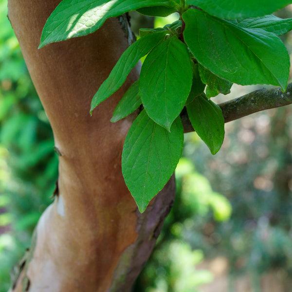 Stewartia Pseudocamellia Multi Stem - View 25 from www redcrocus com