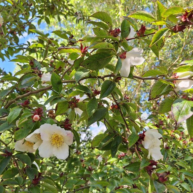 Stewartia Pseudocamellia Multi Stem - View 26 from www redcrocus com