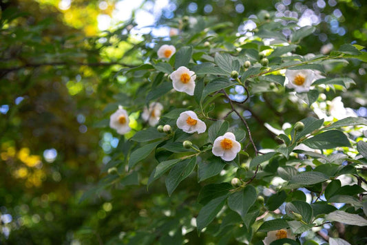 Stewartia Pseudocamellia Multi Stem - View 30 from www redcrocus com