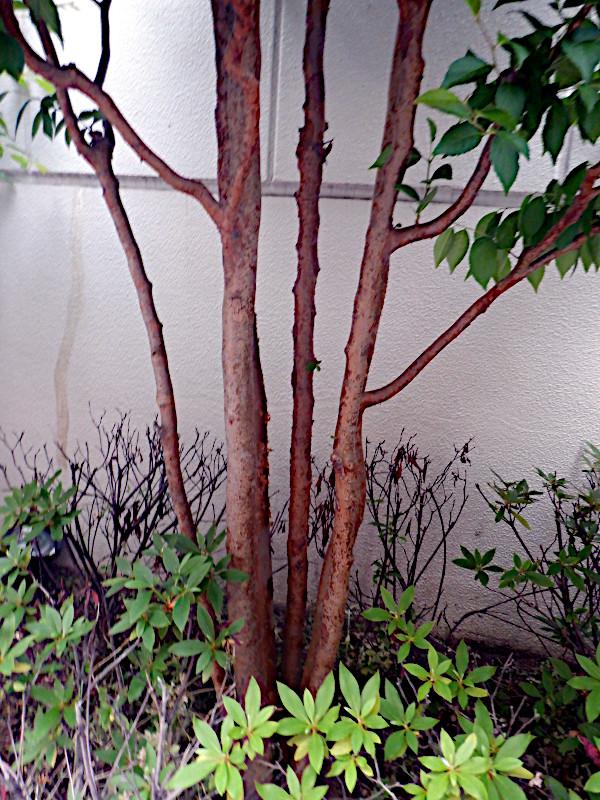 Stewartia Pseudocamellia Multi Stem - View 33 from www redcrocus com
