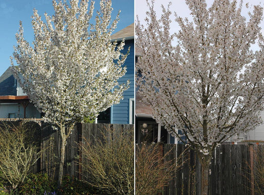 Prunus Serrulata Snow Goose - View 10 from www redcrocus com