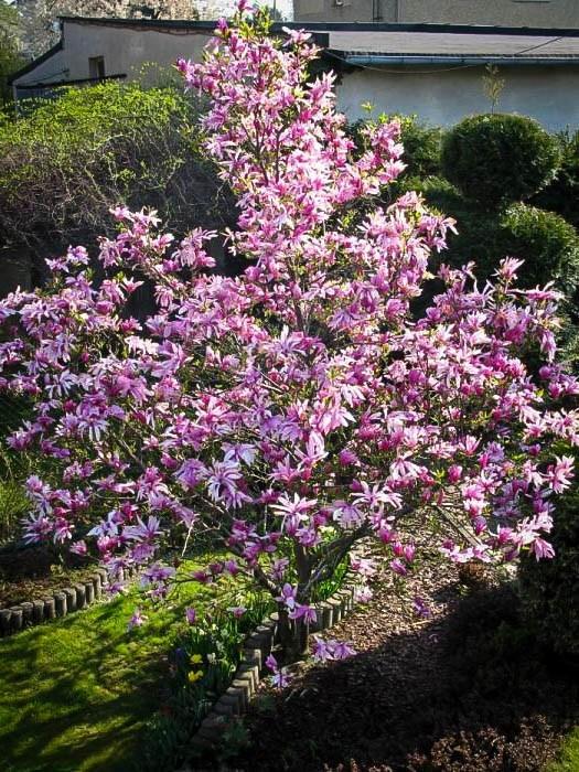 Magnolia Liliflora Betty Multi Stem - View 11 from www redcrocus com