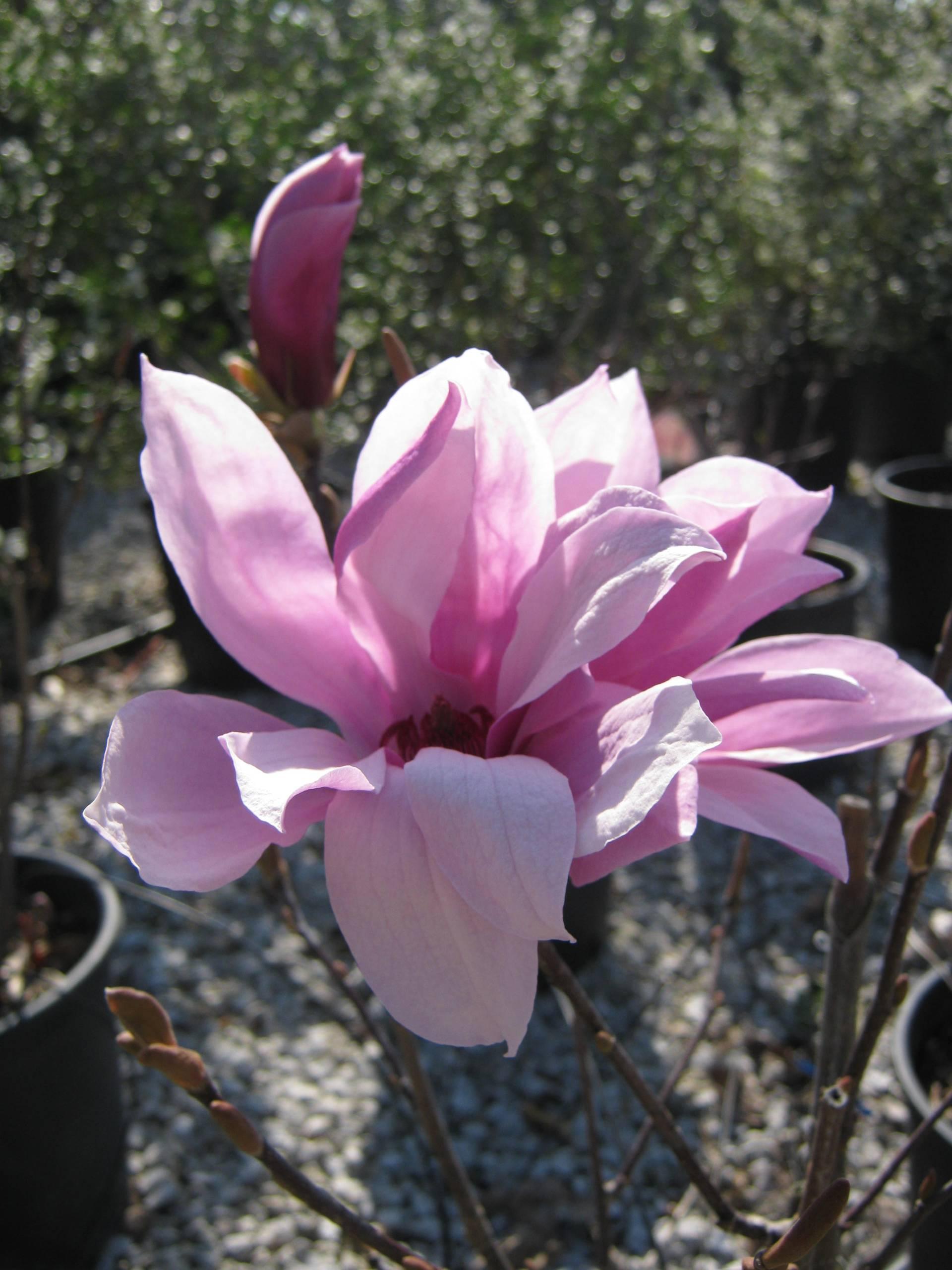 Magnolia Liliflora Betty Multi Stem - View 12 from www redcrocus com