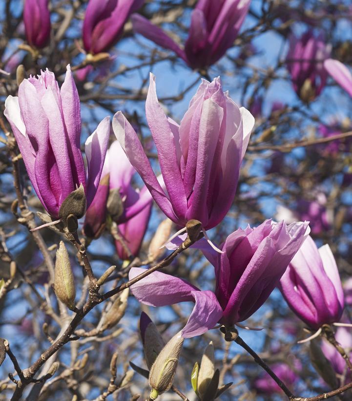 Magnolia Liliflora Betty Multi Stem - View 13 from www redcrocus com