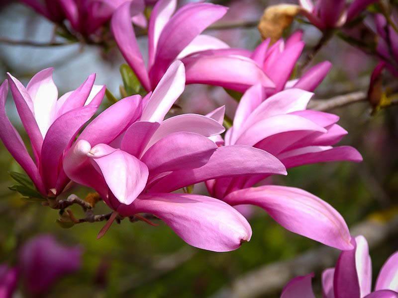 Magnolia Liliflora Betty Multi Stem - View 14 from www redcrocus com