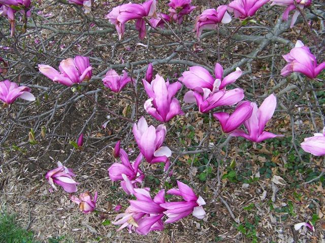 Magnolia Liliflora Betty Multi Stem - View 15 from www redcrocus com