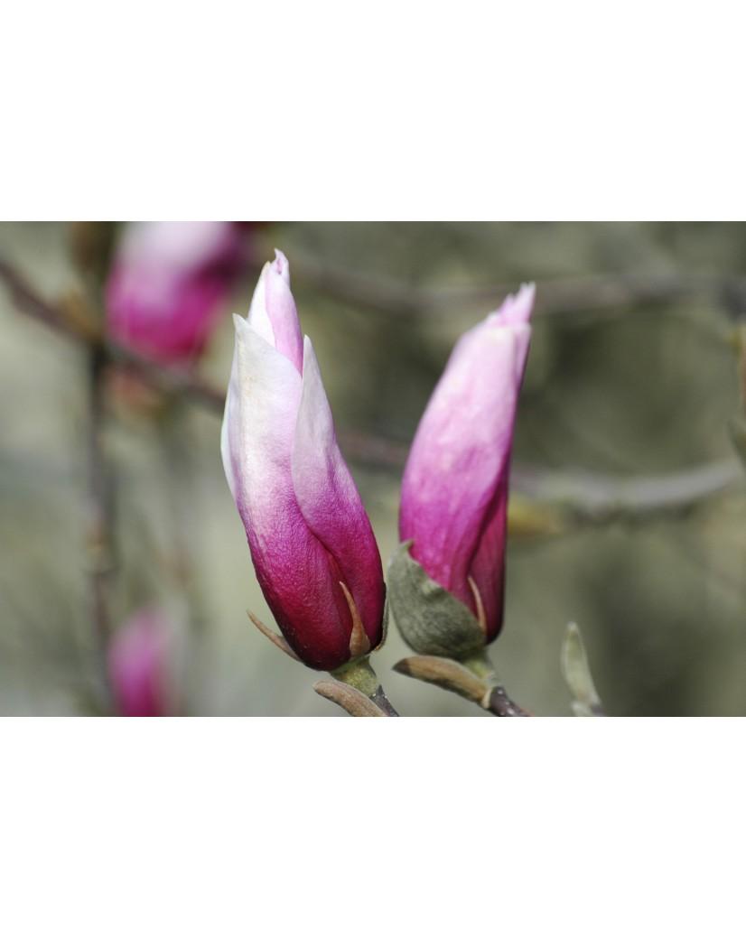 Magnolia Liliflora Betty Multi Stem - View 16 from www redcrocus com