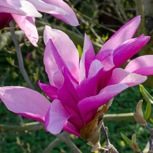 Magnolia Liliflora Betty Multi Stem - View 1 from www redcrocus com