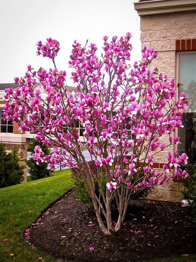 Magnolia Liliflora Betty Multi Stem - View 6 from www redcrocus com