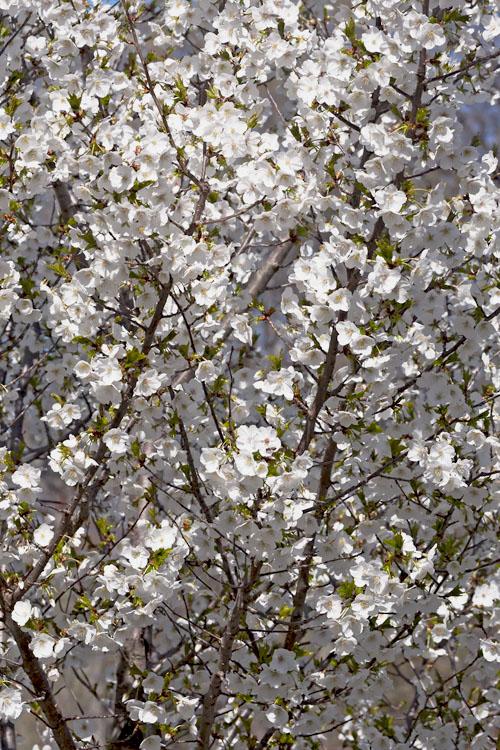 Prunus Serrulata Snow Goose - View 17 from www redcrocus com