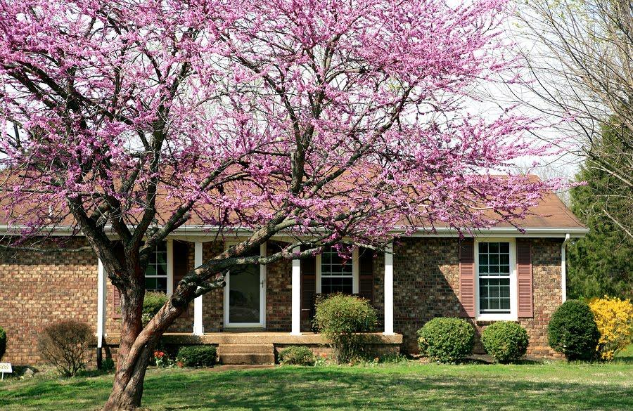 Cercis Canadensis 'forest Pansy' Single Stem - View 16 from www redcrocus com
