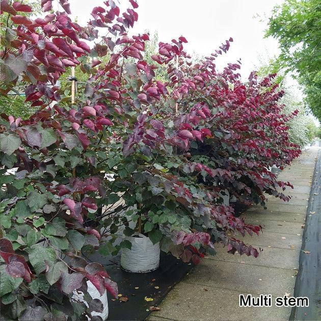 Cercis Canadensis 'forest Pansy' Single Stem - View 17 from www redcrocus com