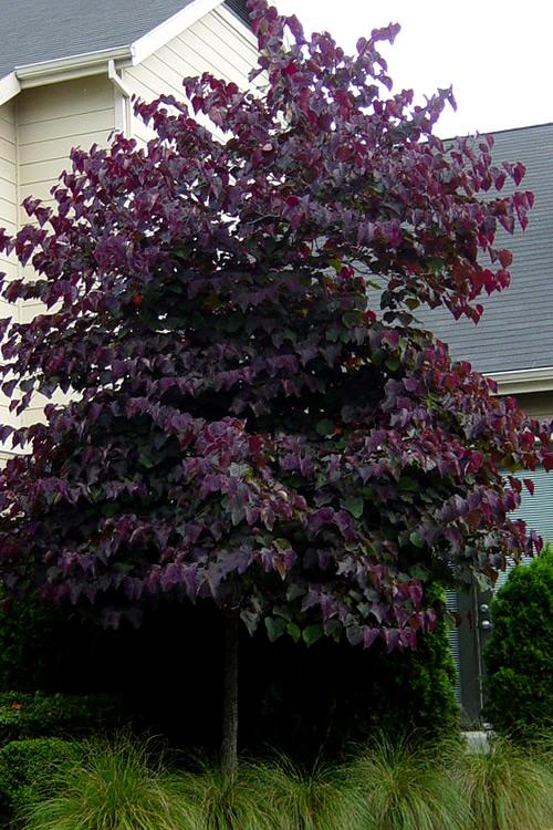 Cercis Canadensis 'forest Pansy' Single Stem - View 22 from www redcrocus com