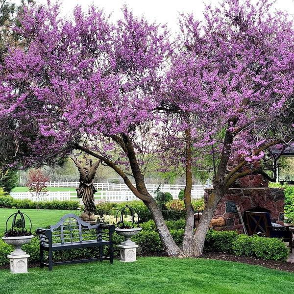 Cercis Canadensis 'forest Pansy' Single Stem - View 31 from www redcrocus com