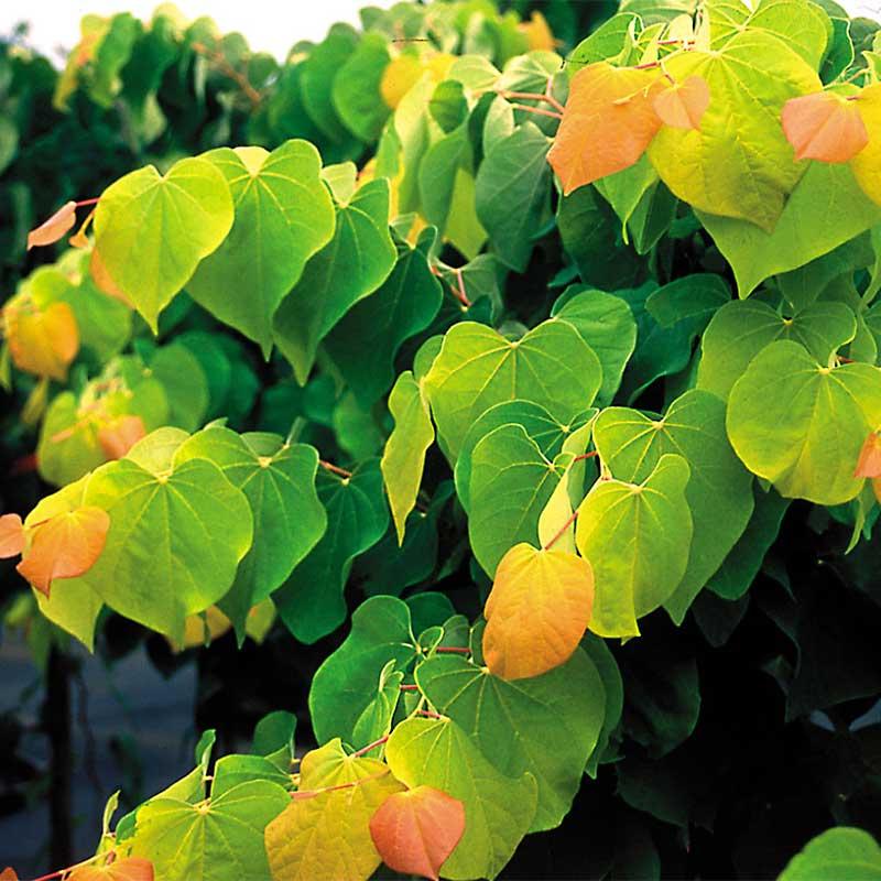 Cercis Canadensis 'forest Pansy' Single Stem - View 33 from www redcrocus com