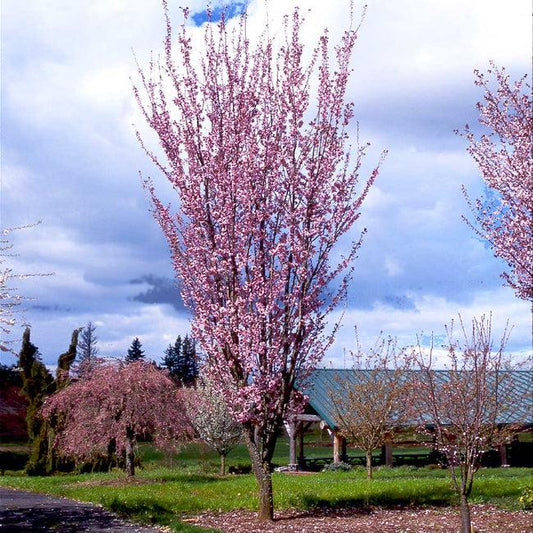 Prunus Sargentii Columnaris Single Stem - View 1 from www redcrocus com