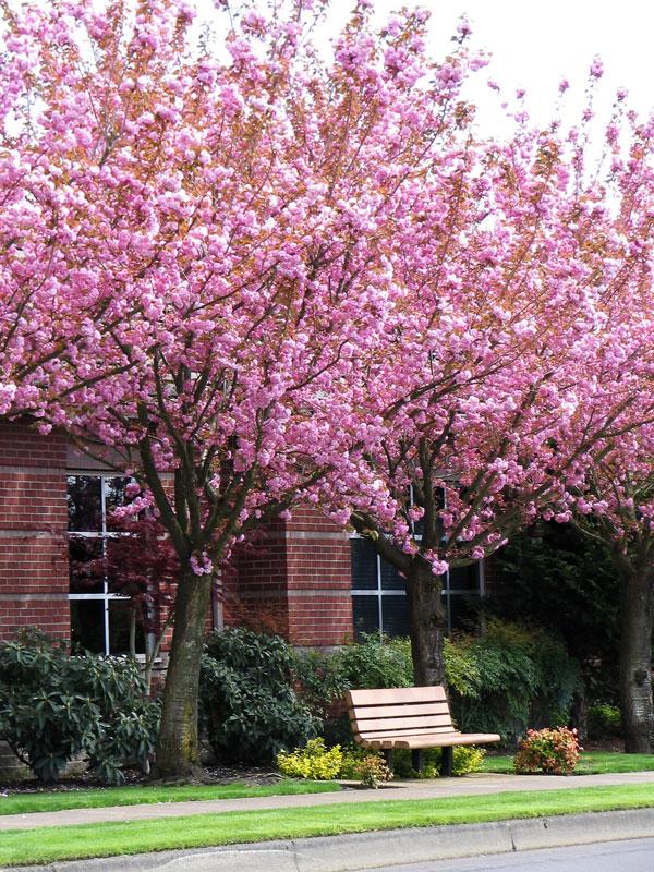 Prunus Serrulata Kwanzan Single Stem - View 10 from www redcrocus com