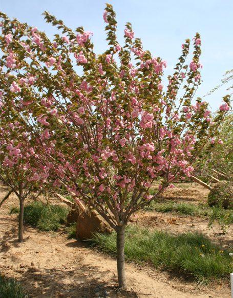 Prunus Serrulata Kwanzan Single Stem - View 19 from www redcrocus com