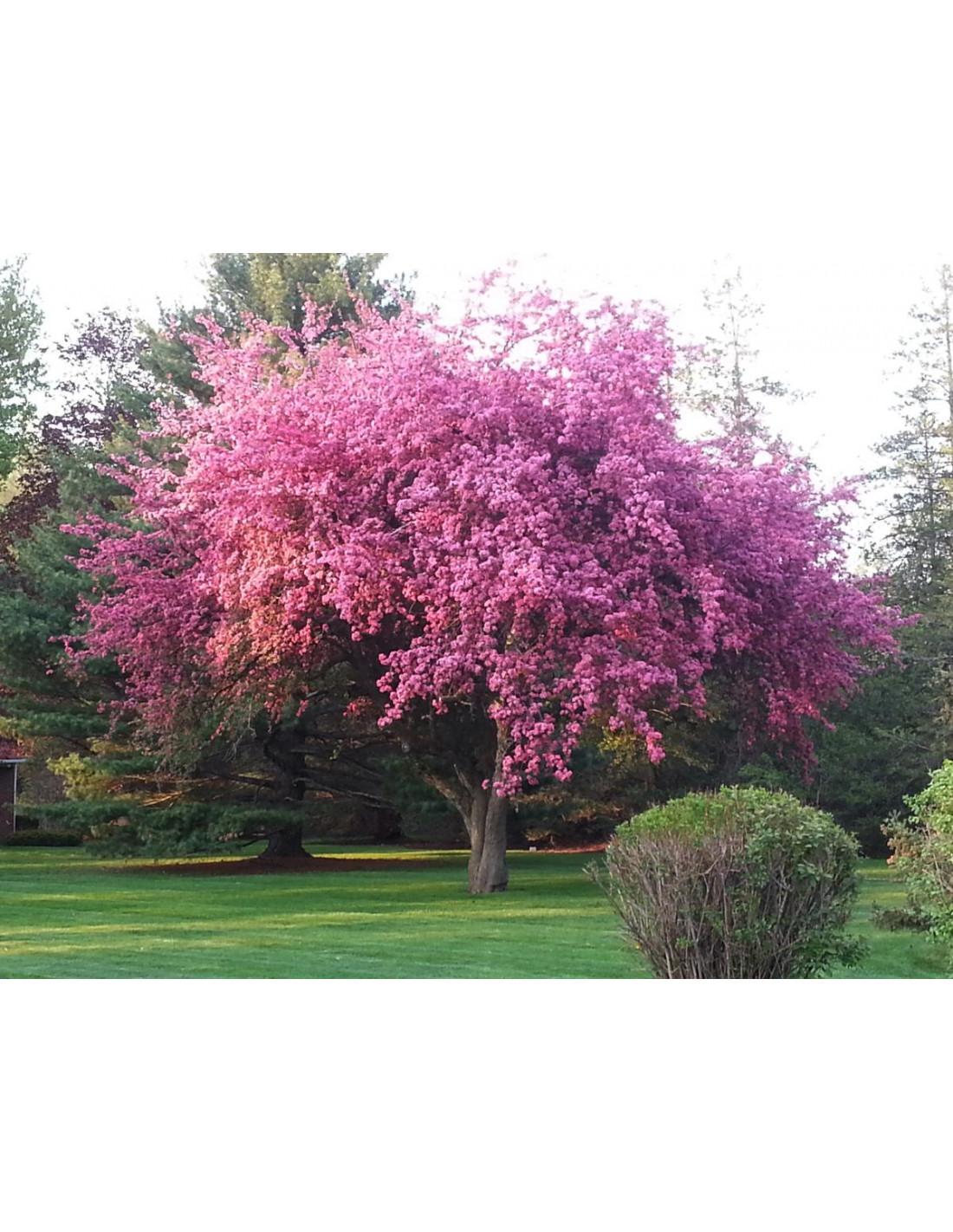 Prunus Serrulata Kwanzan Single Stem - View 20 from www redcrocus com