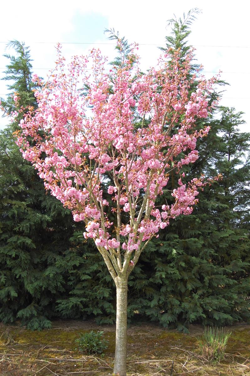 Prunus Serrulata Kwanzan Single Stem - View 3 from www redcrocus com