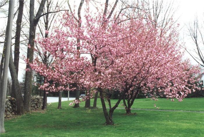 Prunus Serrulata Kwanzan Single Stem - View 5 from www redcrocus com