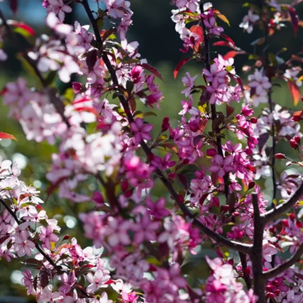 Malus Royal Raindrops - View 11 from www redcrocus com