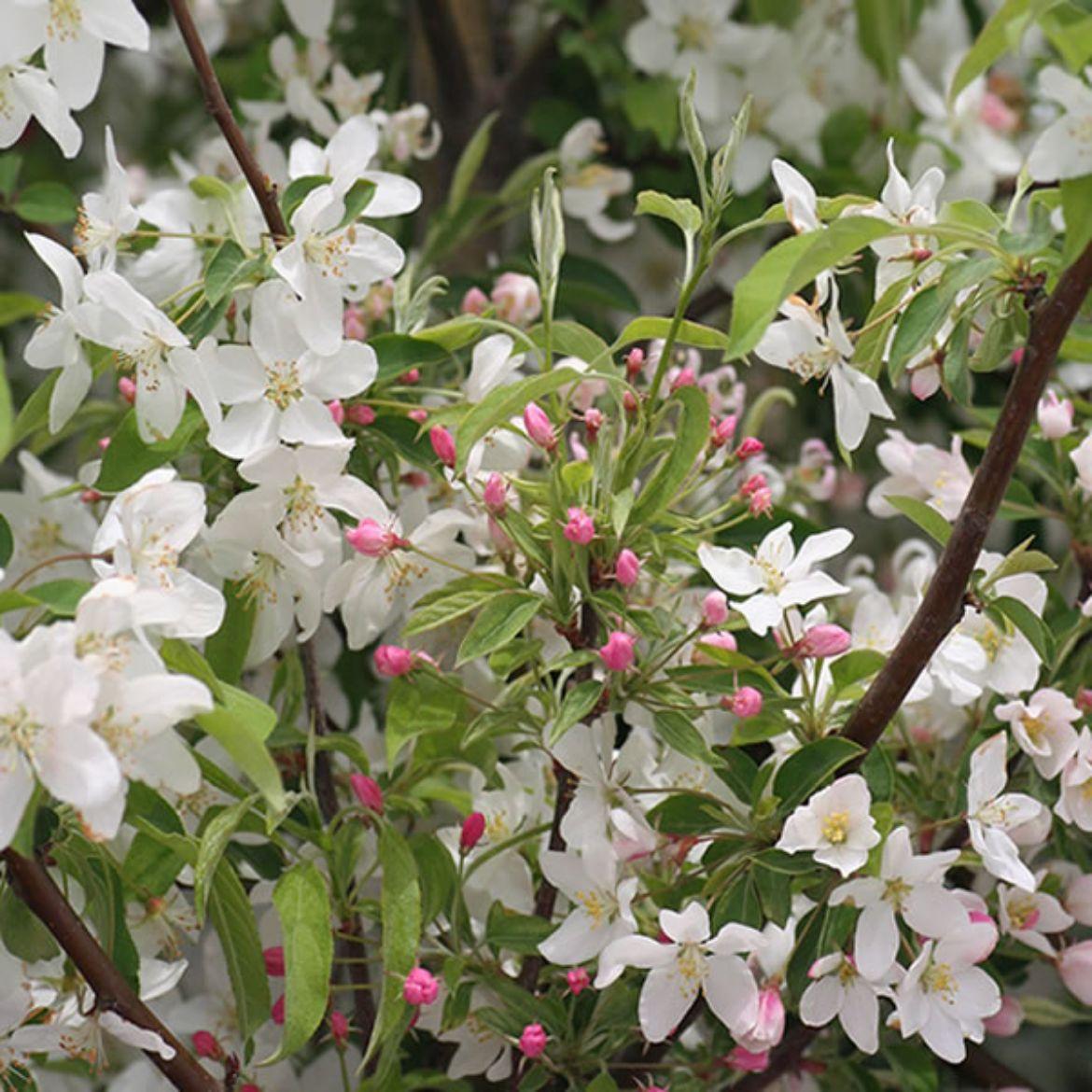 Malus Sugar Tyme - View 15 from www redcrocus com