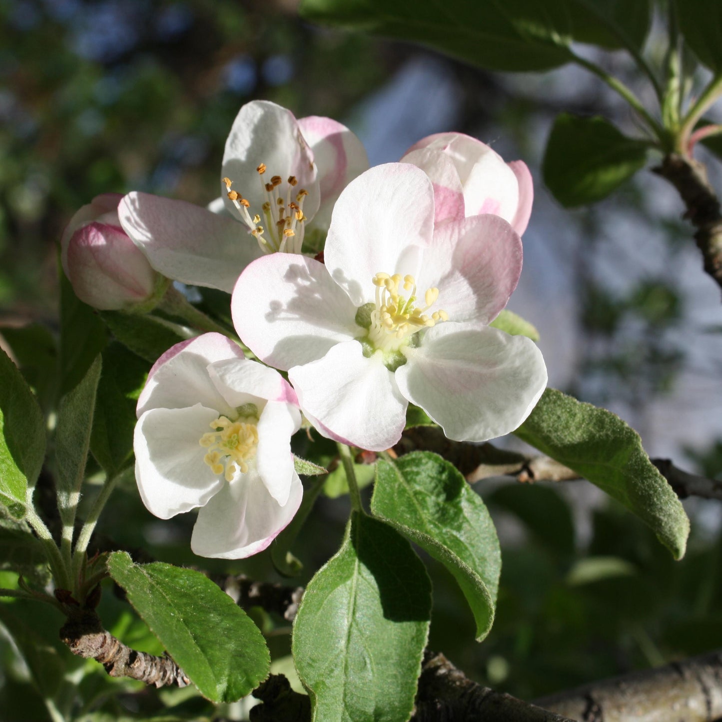 Malus Sugar Tyme - View 2 from www redcrocus com