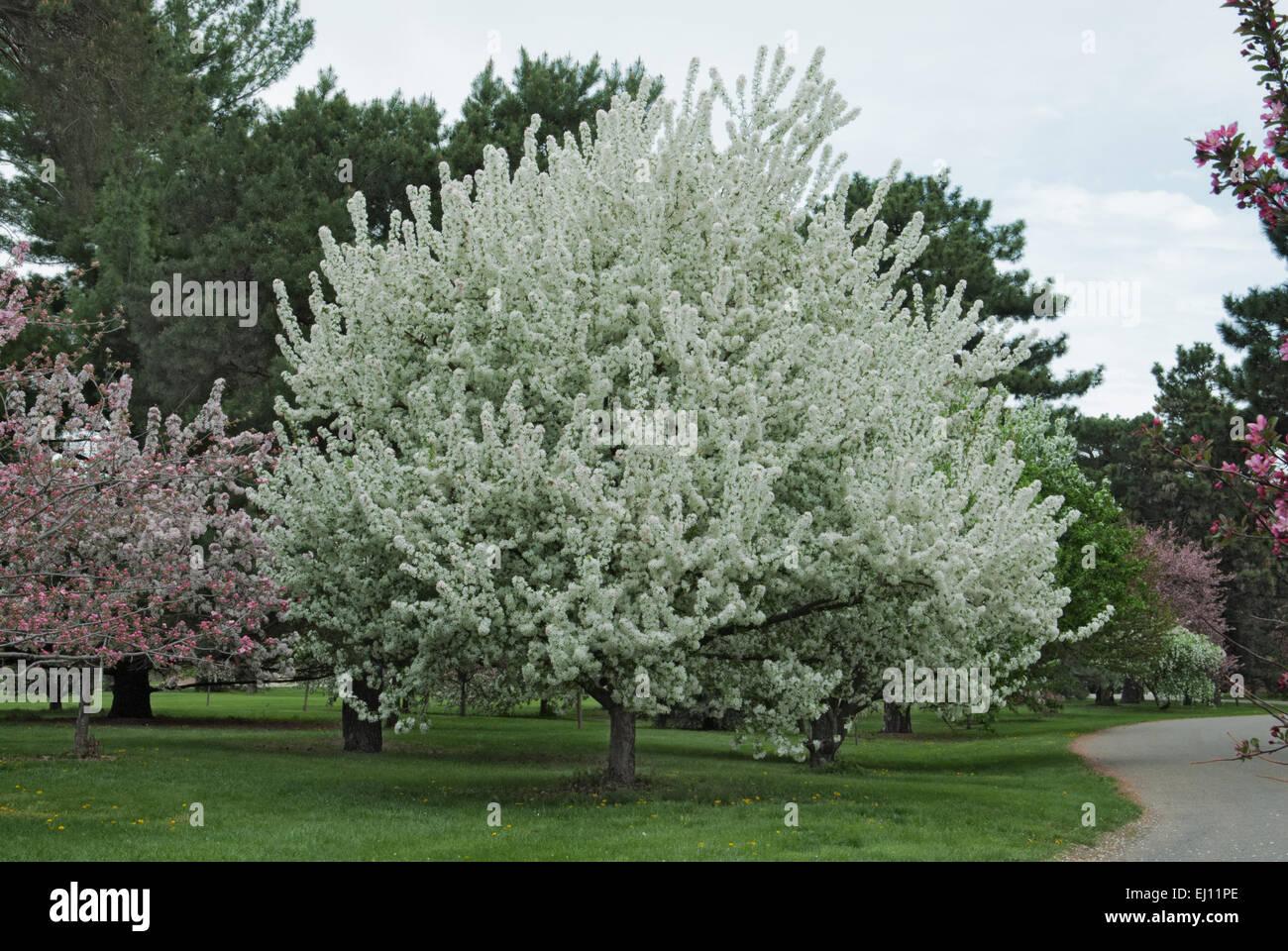 Malus Sugar Tyme - View 6 from www redcrocus com