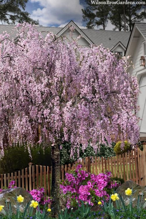 Prunus Subhirtella 'snow Fountain' Serpentine Single Stem - View 11 from www redcrocus com