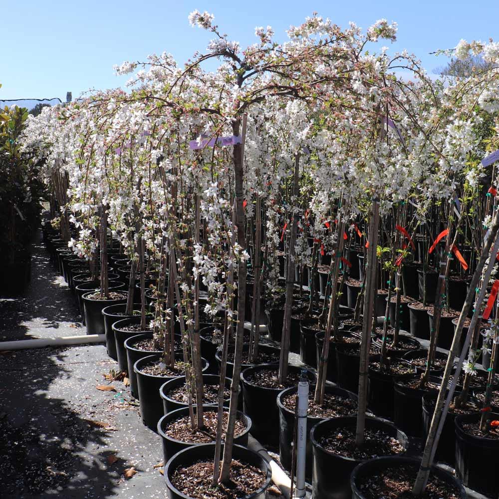 Prunus Subhirtella 'snow Fountain' Serpentine Single Stem - View 14 from www redcrocus com