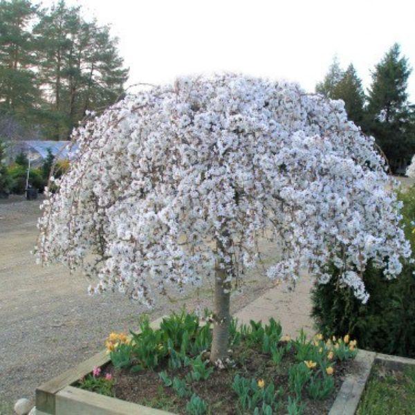Prunus Subhirtella 'snow Fountain' Serpentine Single Stem - View 17 from www redcrocus com