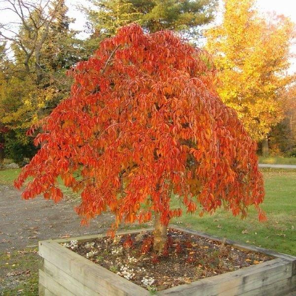 Prunus Subhirtella 'snow Fountain' Serpentine Single Stem - View 19 from www redcrocus com